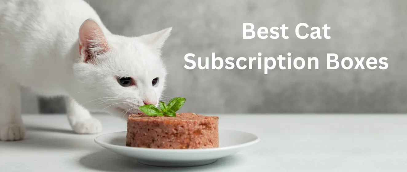 8 best cat subscription boxes